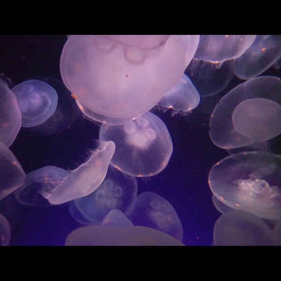 Meet your Posher, Shan - Picture 1 of 1